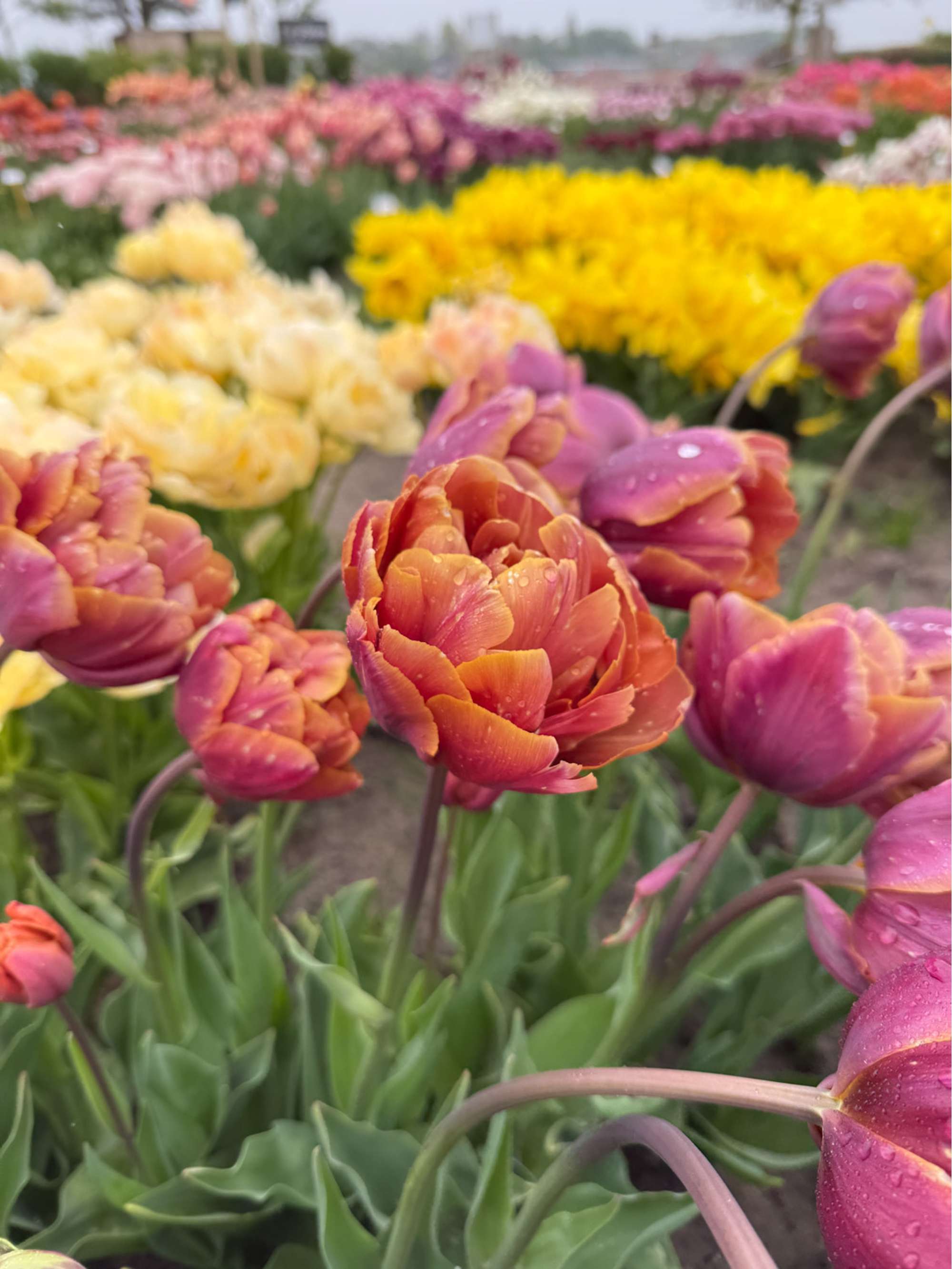 Tulpe 'Brazil'